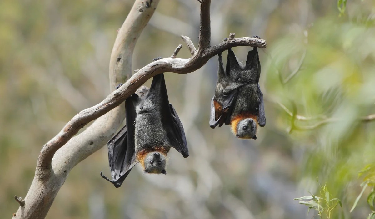 What Noise Do Bats Make? LaJaunie's Pest Control