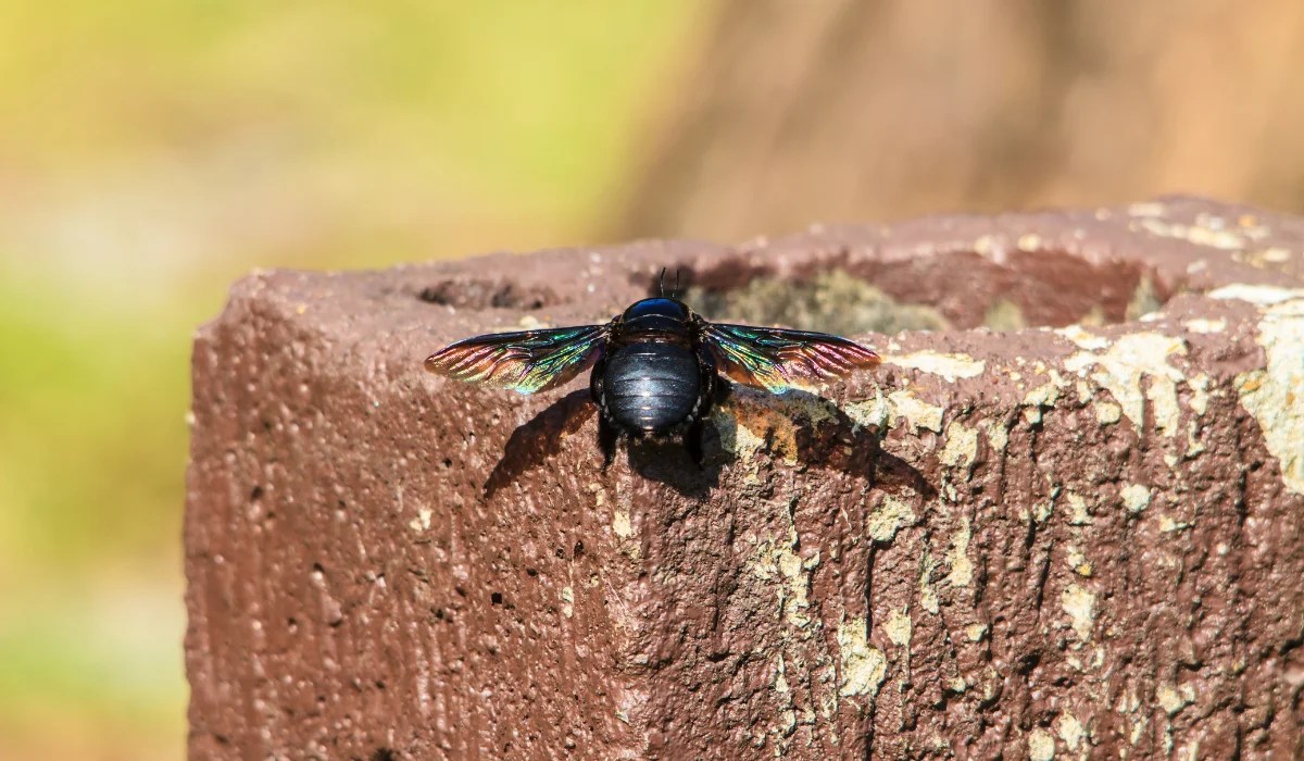 What Are the Signs of Carpenter Bee Damage? LaJaunie's Pest Control