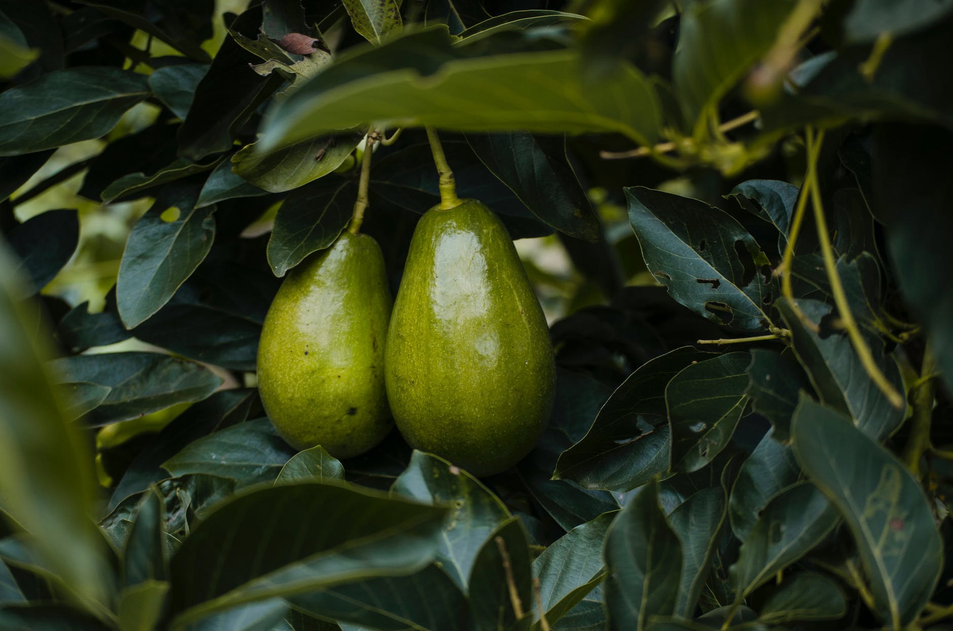 La forma correcta de cultivar aguacate en una maceta LA JEFA 98.7FM