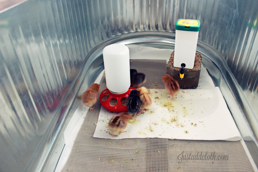 Our DIY Chick Brooder Setup • Lake and River Studio