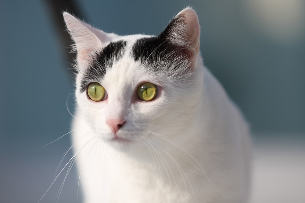 Signs That a Cat is In Pain Huntersville Vet