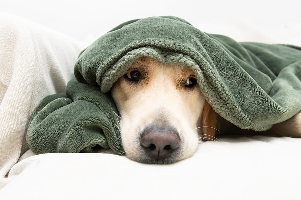 How to Reduce Fever in Dogs LakeCross Veterinary Hospital