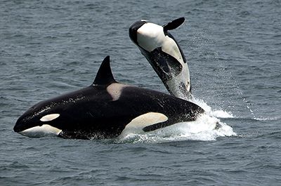 The Best Places To Whale Watch From Shore On San Juan Island - Lakedale
