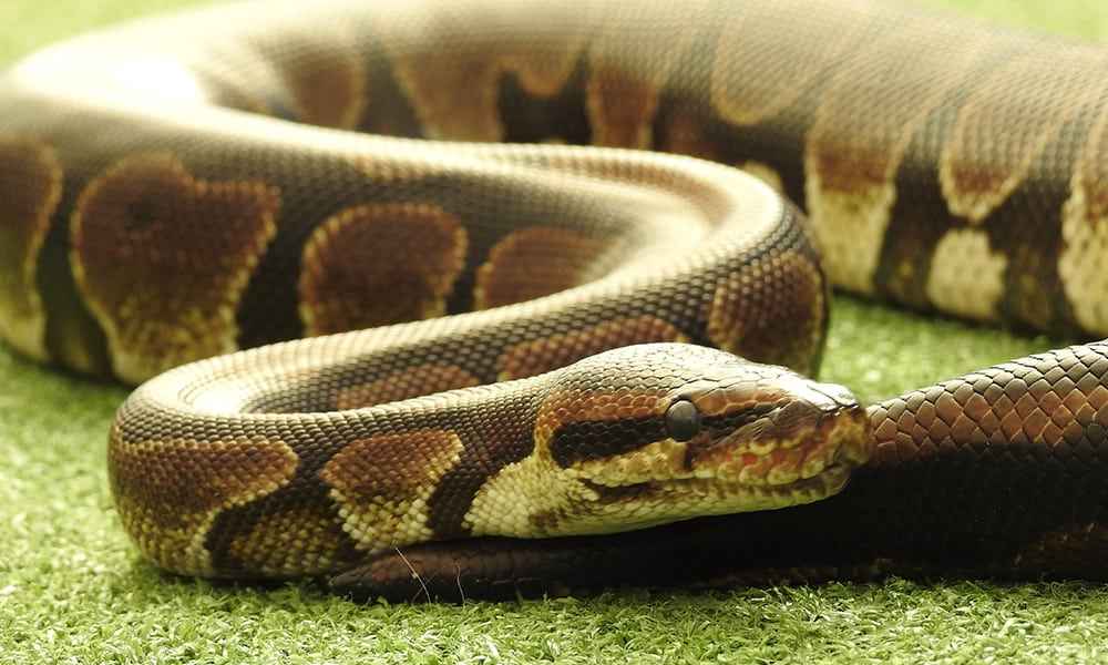 Royal Python Lake District Wildlife Park