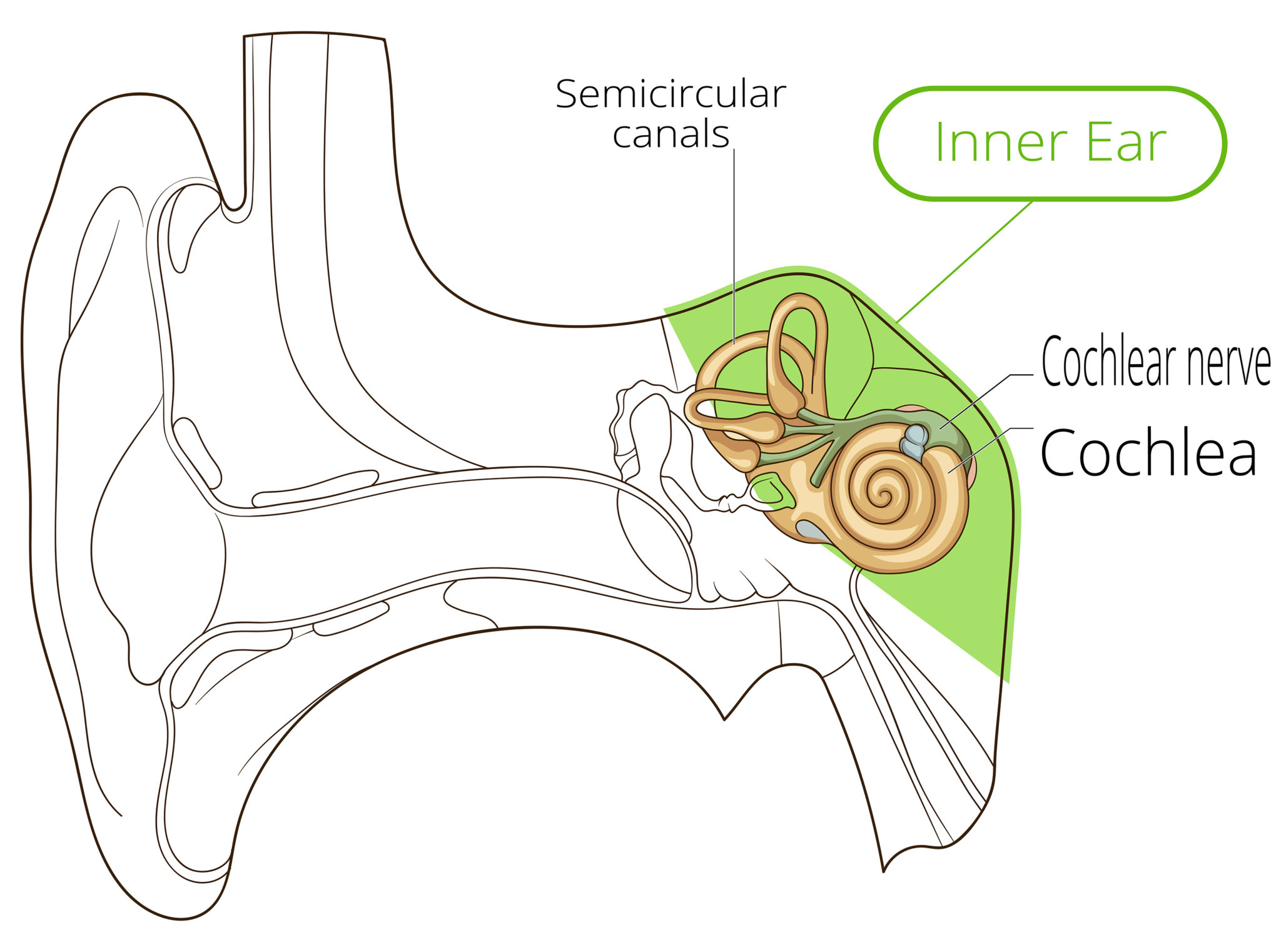Ear Anatomy Causes of Hearing Loss Hearing Aids