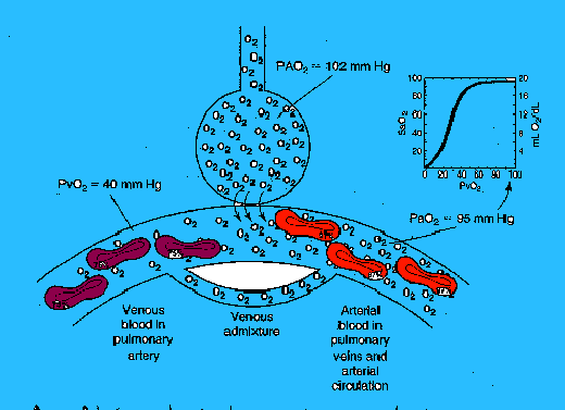 blood gases, anion gap, delta gap, bicarbonate gap, serum electrolytes
