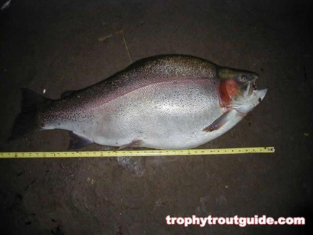 World Record Rainbow Trout