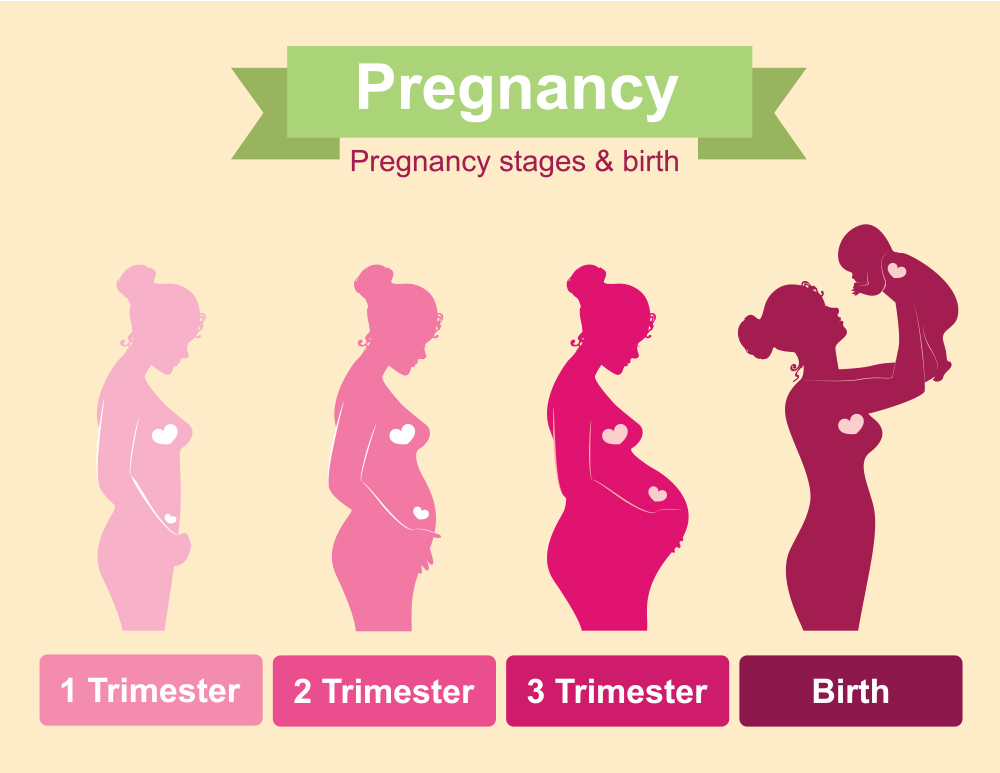 3rd Trimester Weeks, Development, Physical & Psychological Changes