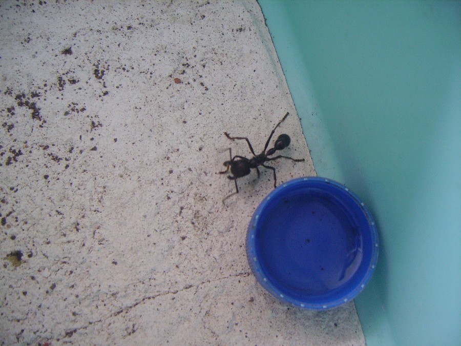  • Ver Tema LA famosa CONGA