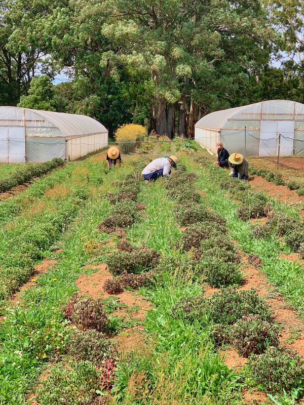 Luxury Farm Stays Lambs Ears and Honey A Food & Travel Blog