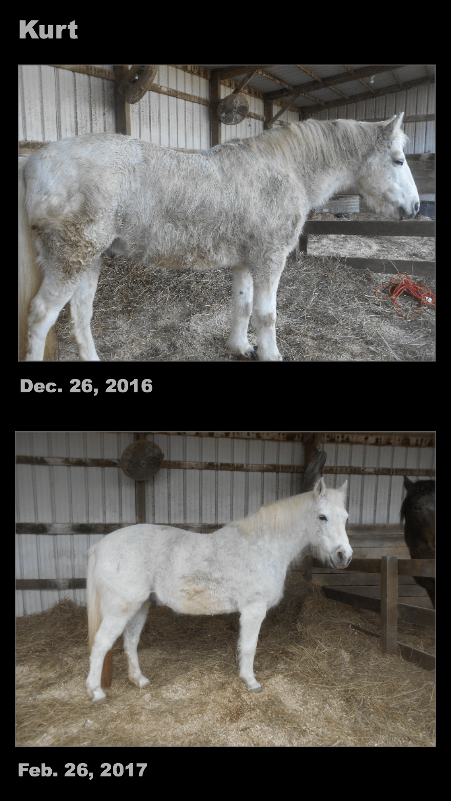 Check hay, feed for high iron levels when treating laminitis in horses