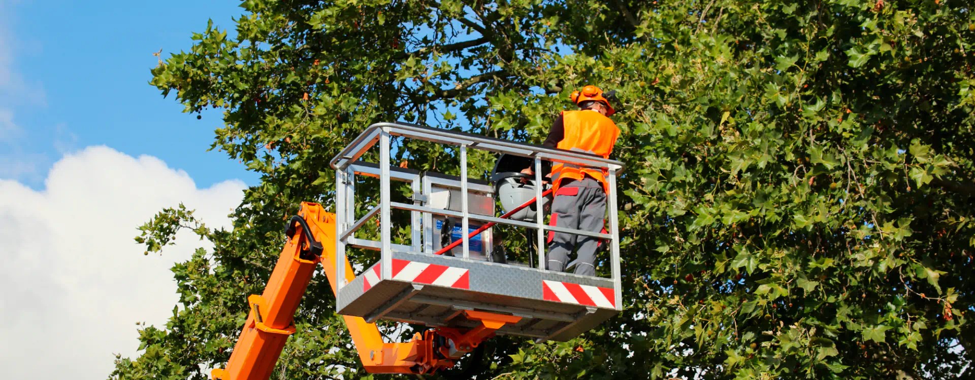 Tree Services Waterford Twp, MI We Offer Free Estimates!