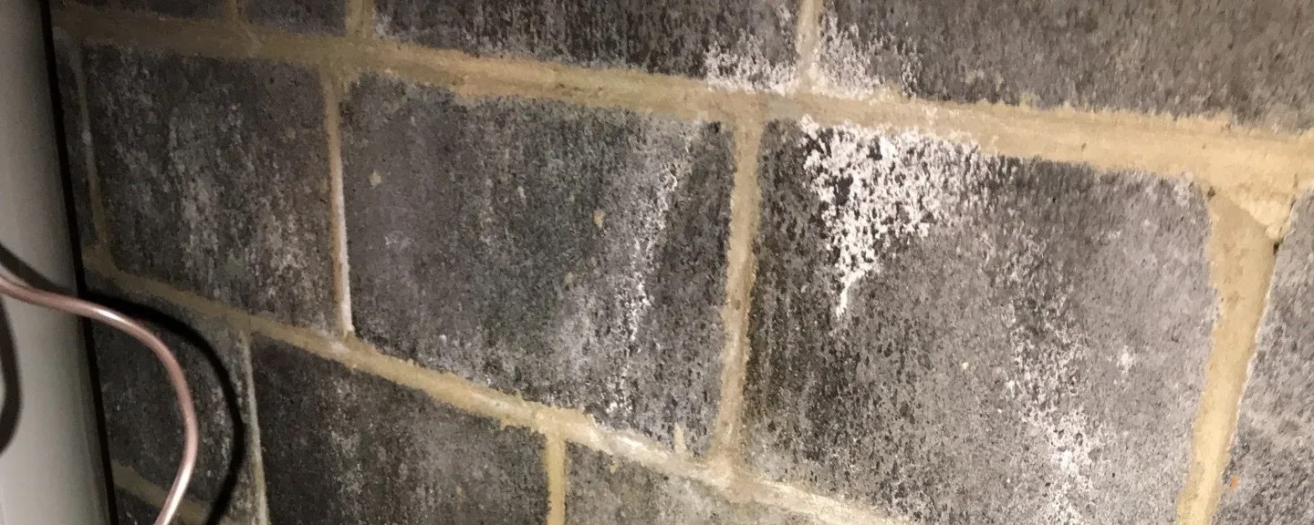 Efflorescence on Basement & Crawl Space Foundation Walls Lamunyon Mold