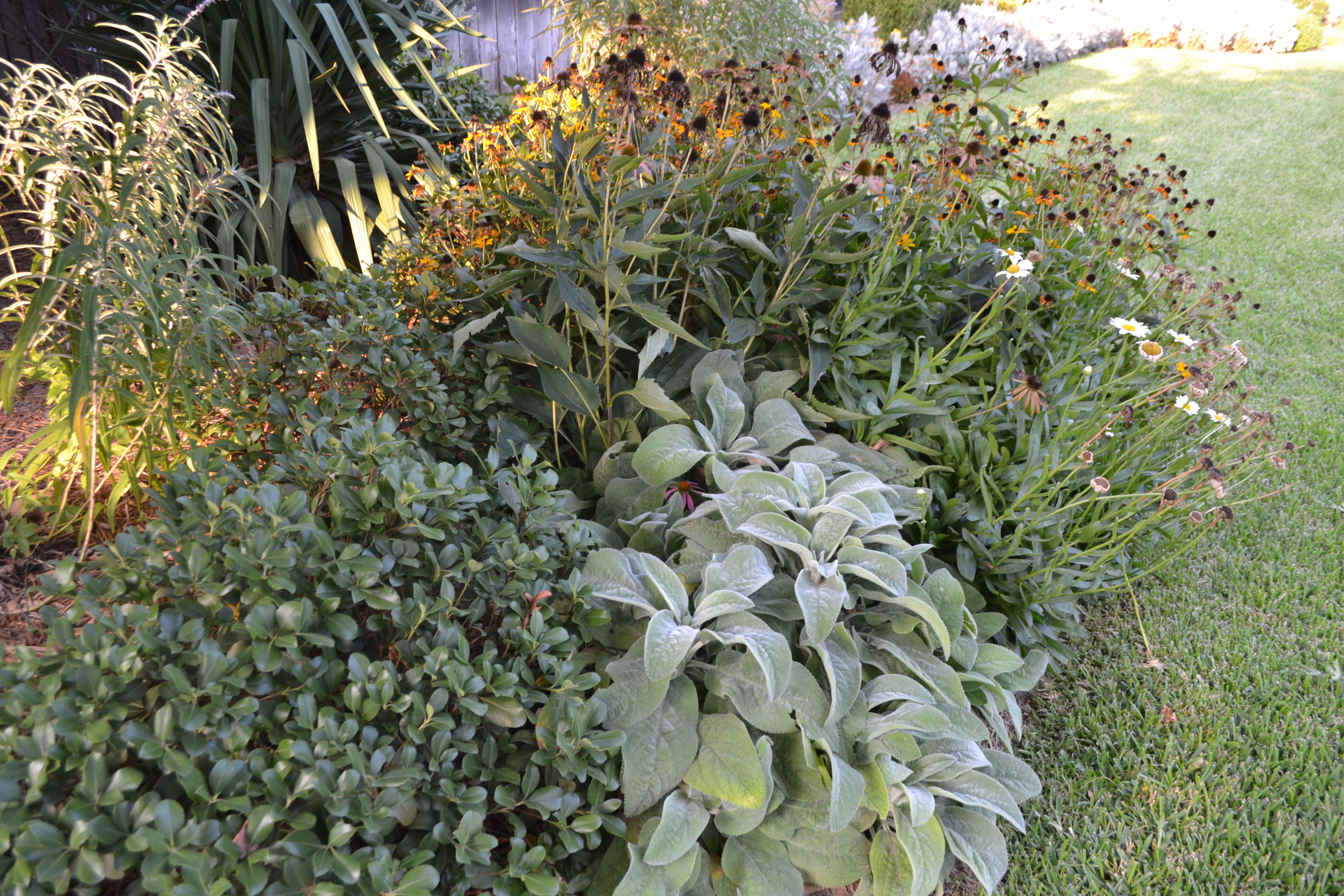 Lamb’s Ears and Begonias