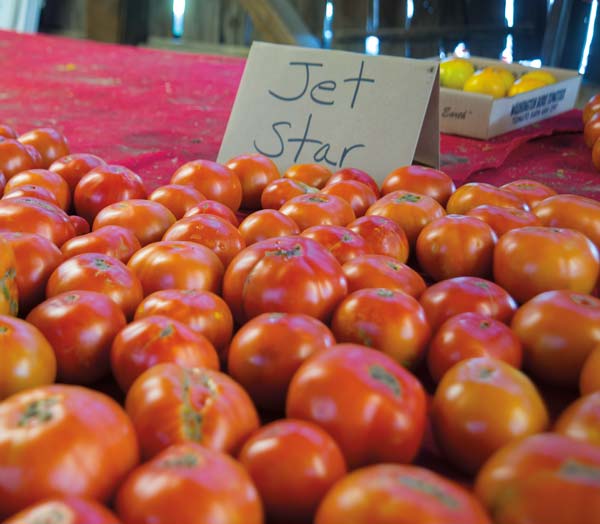Jet Star Tomato