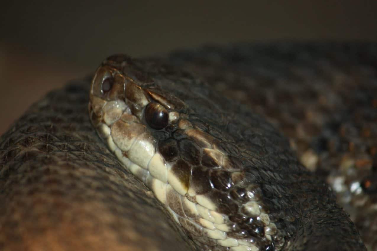 10 Most Venomous Snakes in North America