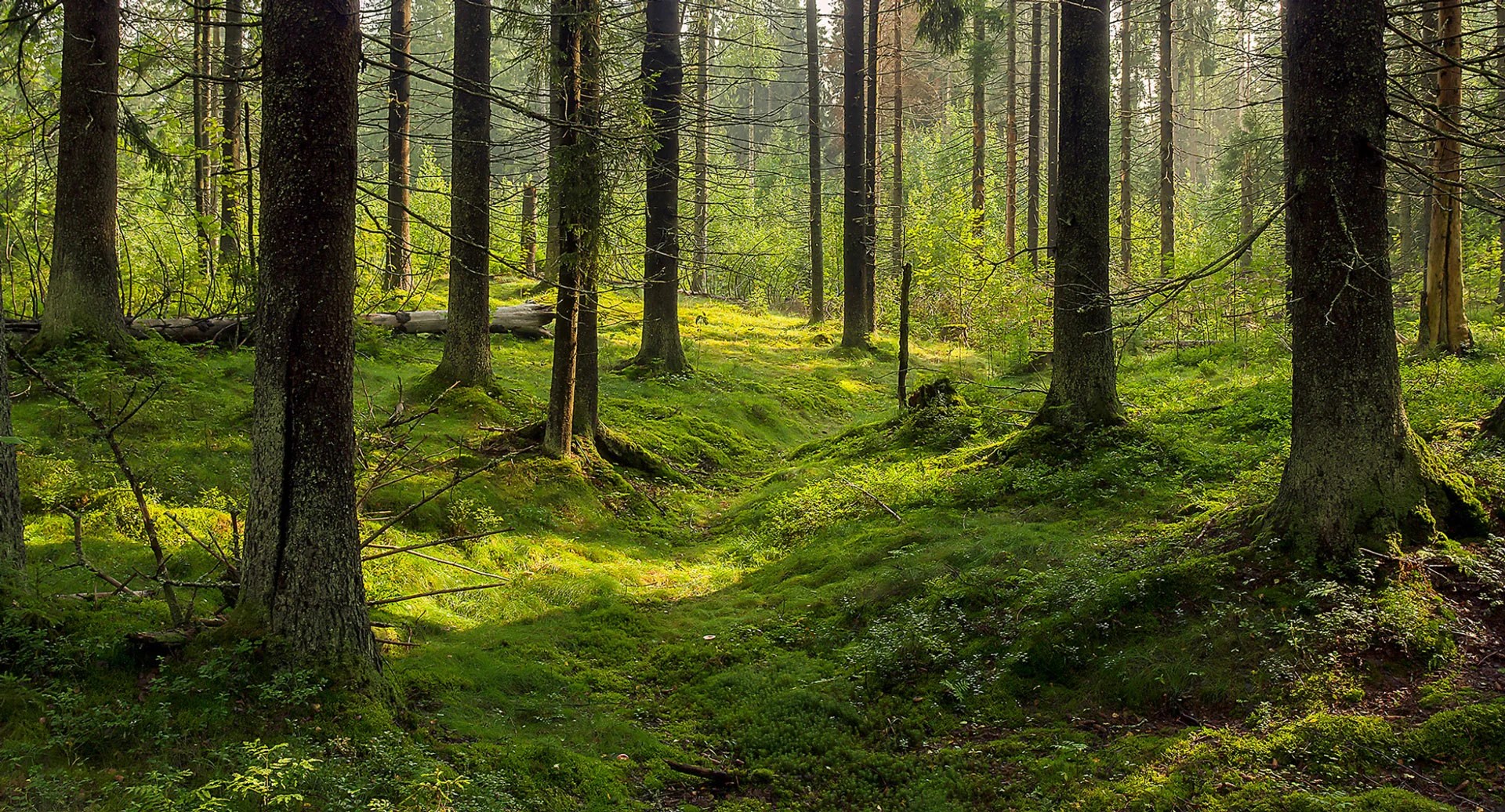 Minnesota & Wisconsin Land For Sale