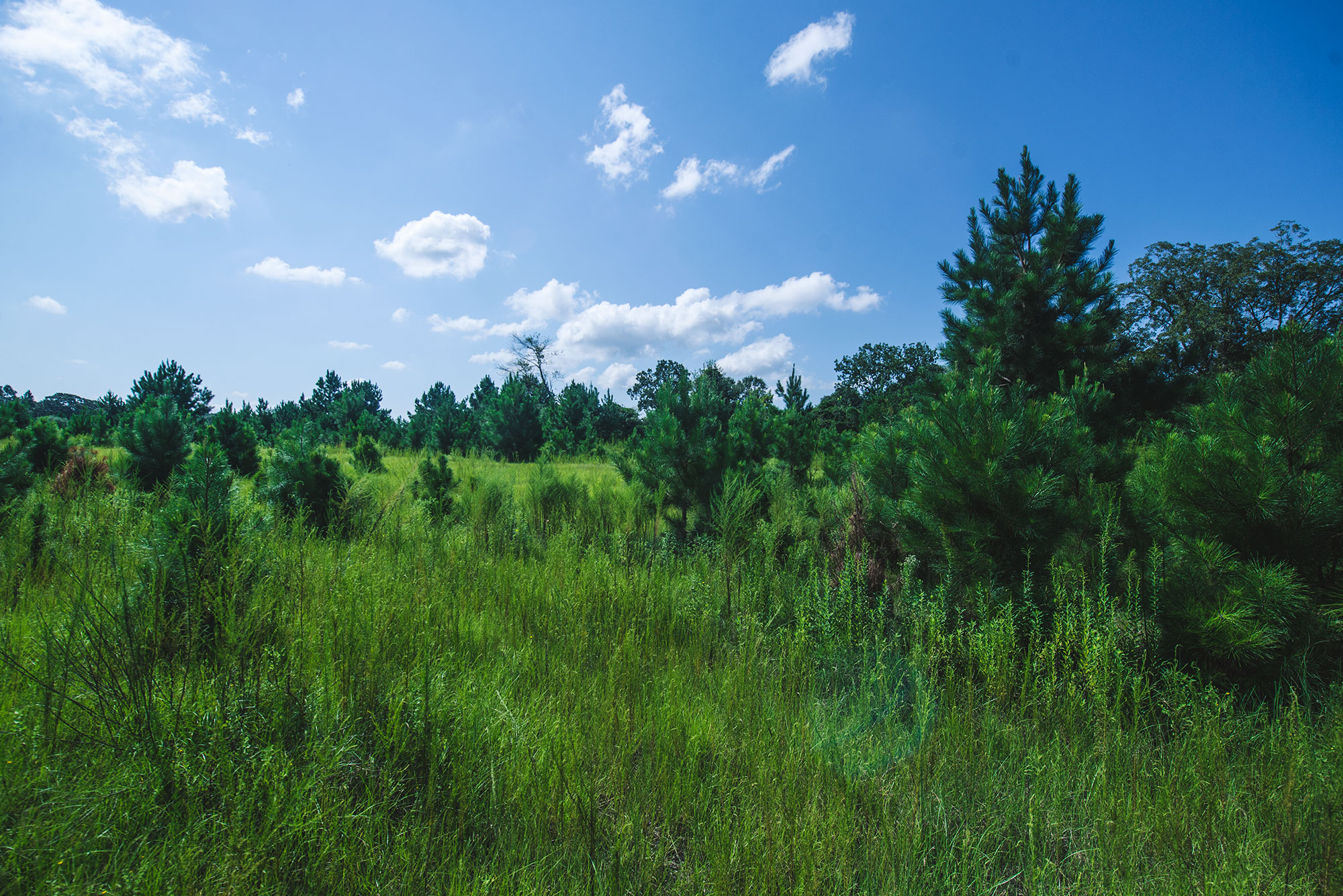 Home Land Down South Land Down South