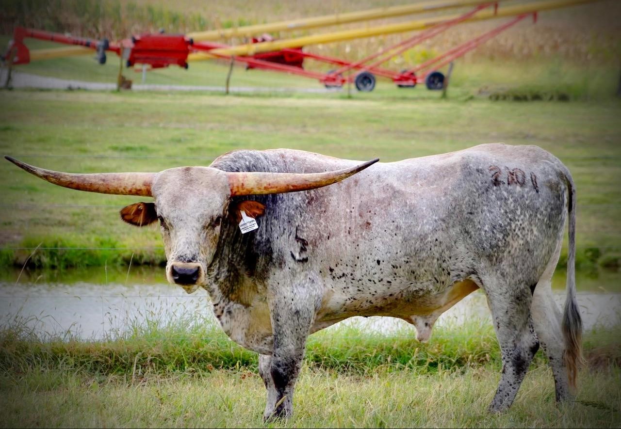 Landes Farms Rush Hour