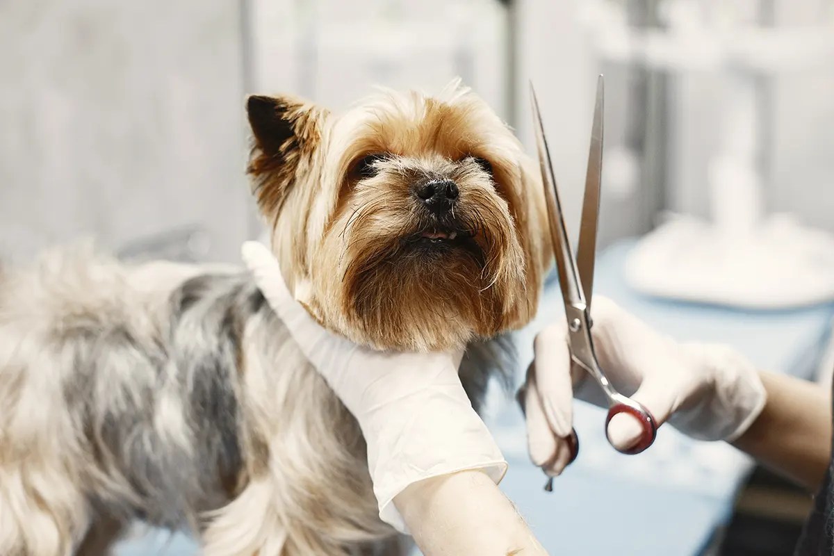 Finding the Best Dog Groomers in Weyer's Cave Landings at Weyers Cave