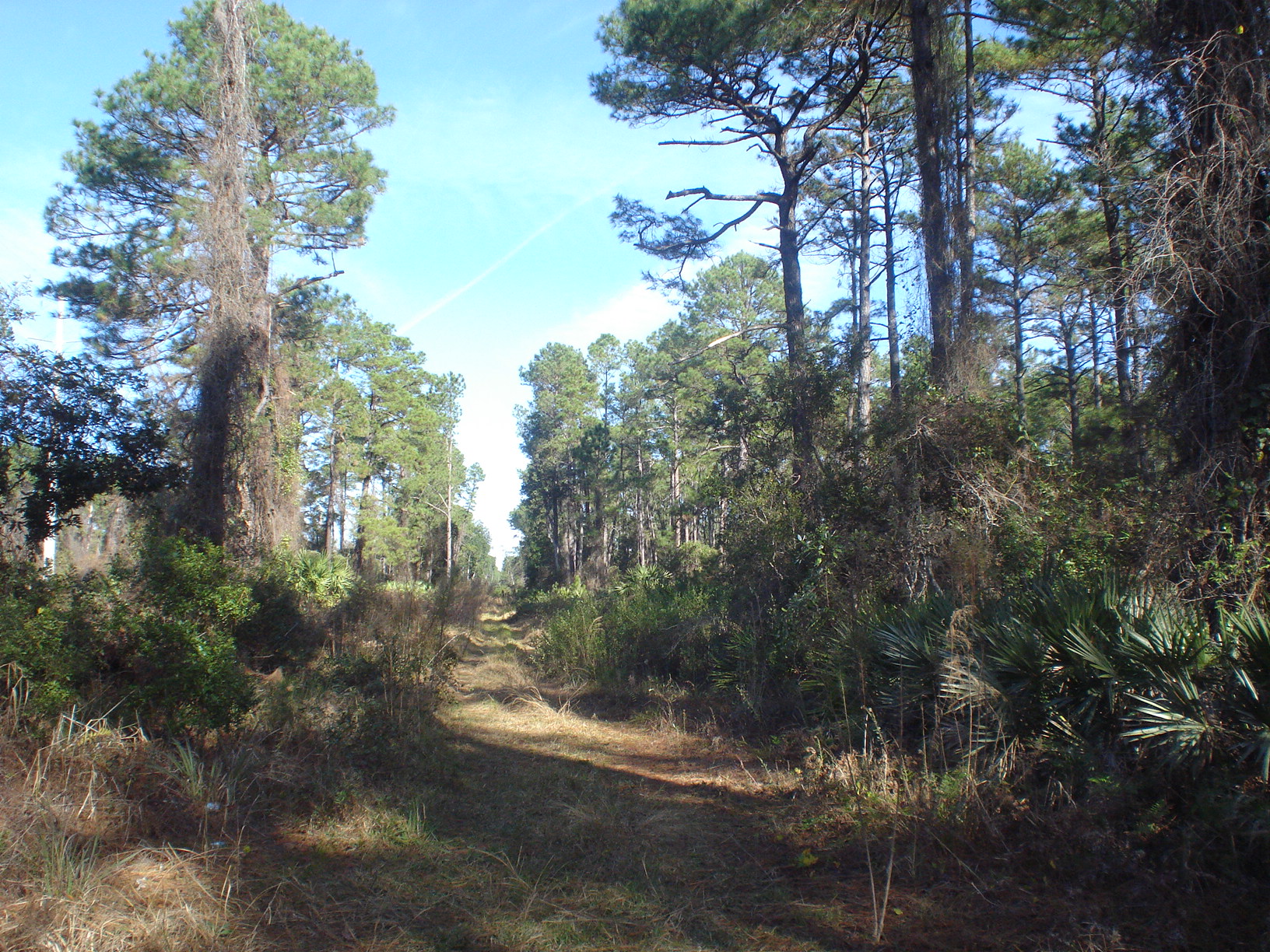 Florida Land 5 acres DeLand Daytona Beach area