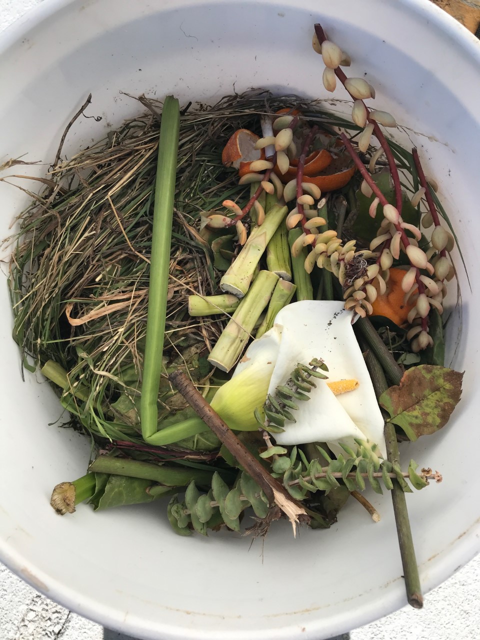 Adventures in Crows, Bird Calls, and Composting LandPaths