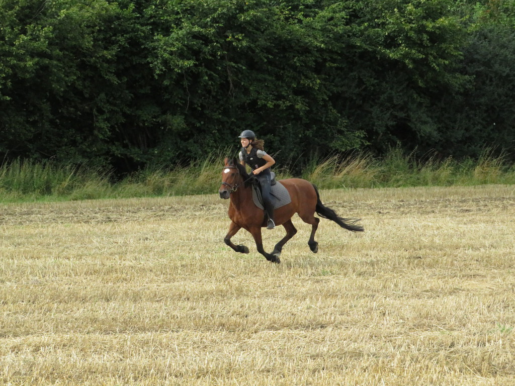 Reiten in Velbert Für Groß & Klein