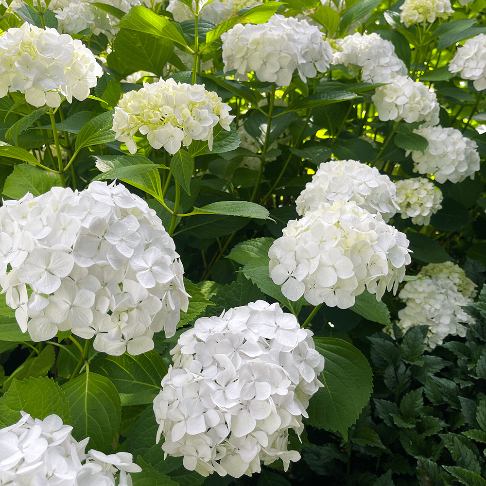 How To Grow Hydrangea Macrophylla Like A Pro hrasula