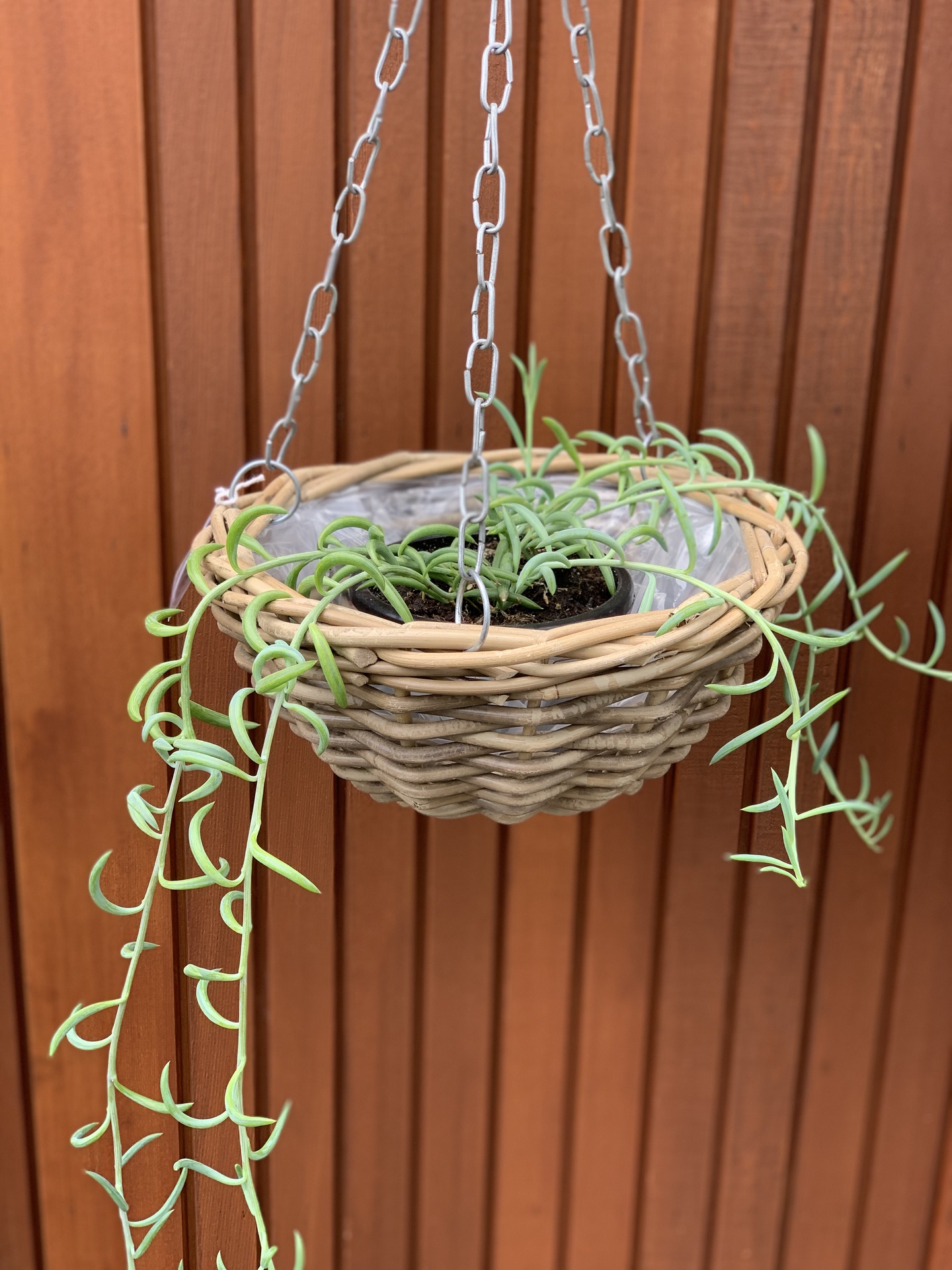 Hanging Rattan Basket Landscape Supply Co