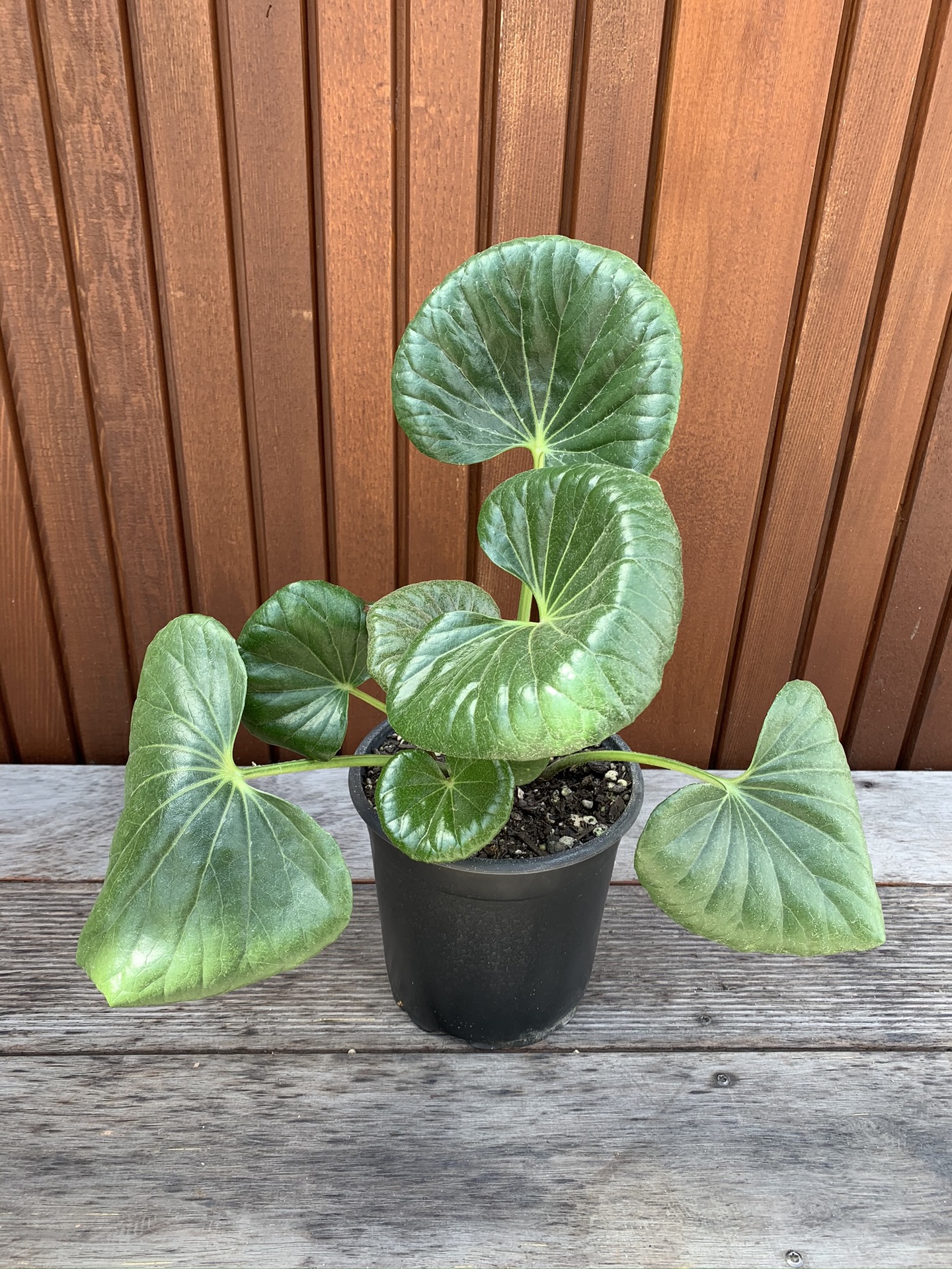Tractor Seats Ligularia Dentata Reniformis Landscape Supply Co
