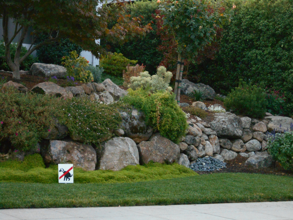 Landscaping Ideas San Francisco Bay Area Native Plants