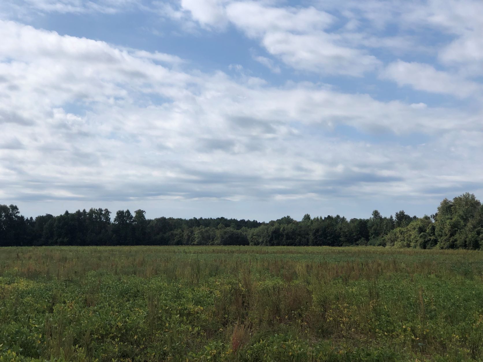 223.37 acre Commercial Property in Princeville, NC Lands of the