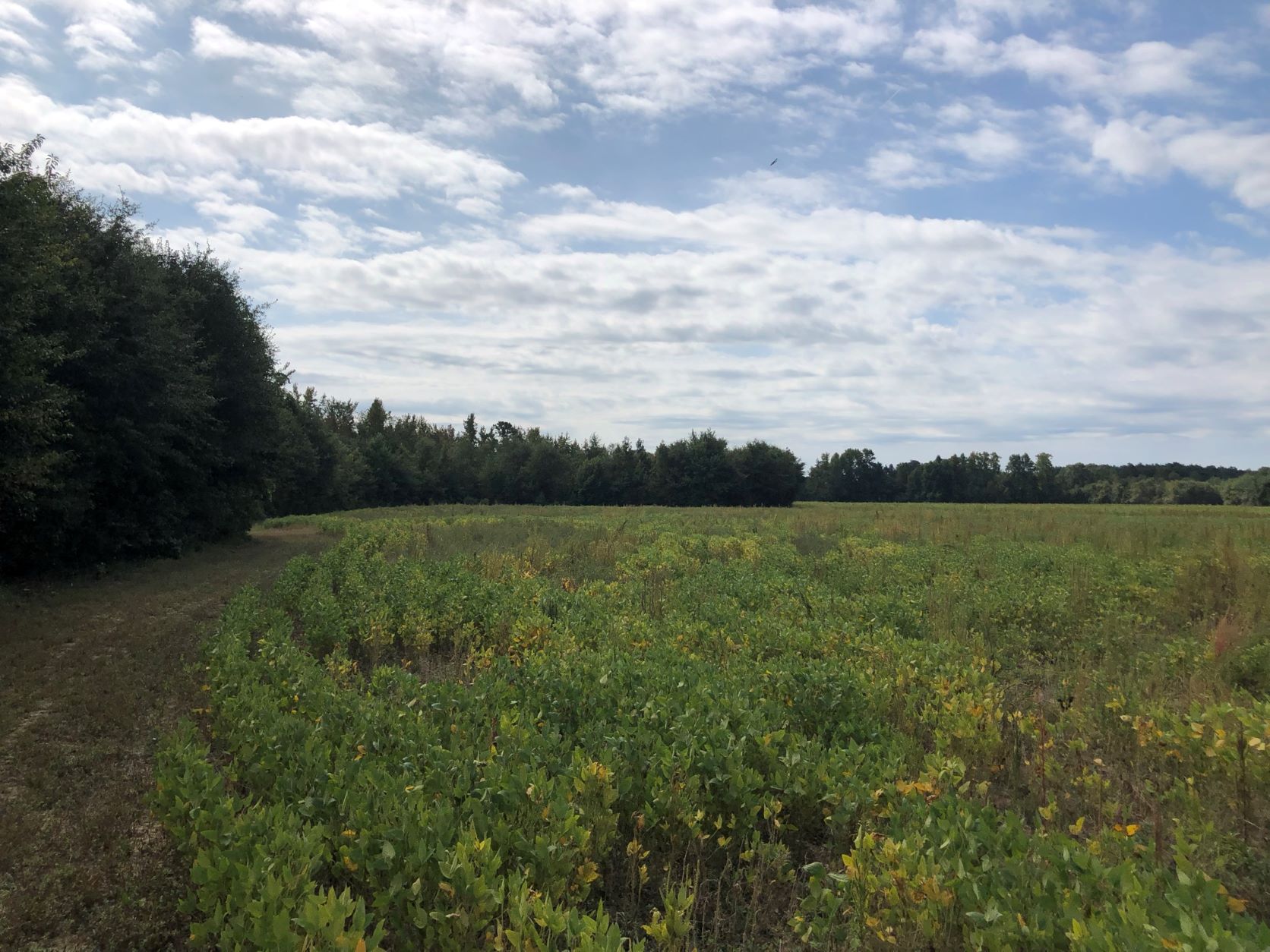 223.37 acre Commercial Property in Princeville, NC Lands of the