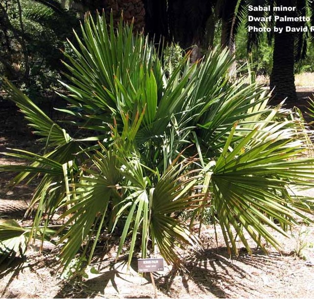 dwarf palmetto Elizabeth McGreevy