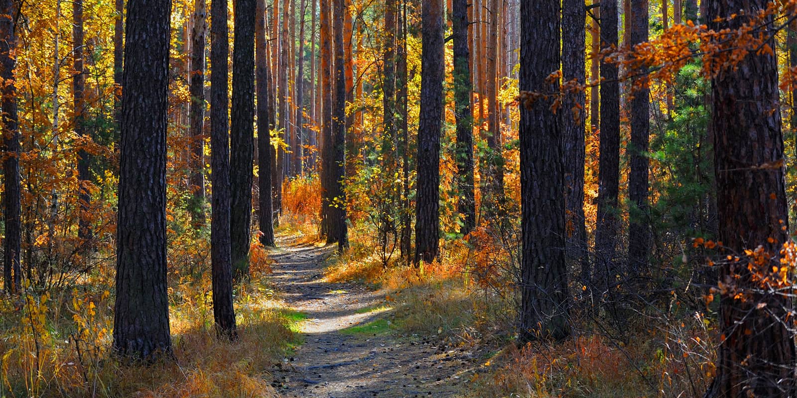 Consider Timber Quality and Value When Buying Recreational Land LANDTHINK