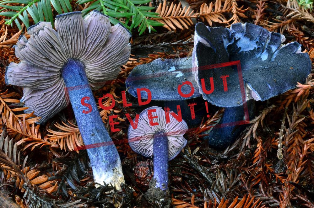 Santa Cruz Mushrooms All Mushroom Info