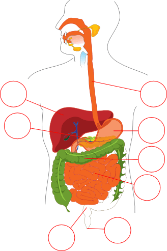 el sistema digestivo - Español Vocabulario - LanguageGuide.org
