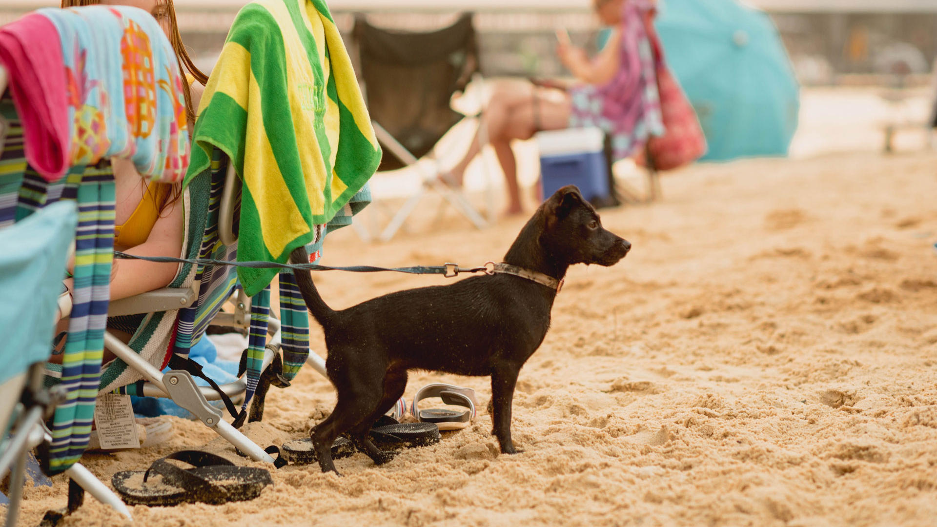 PetFriendly Resort in Legacy Lodge and Lake Houses at Legacy