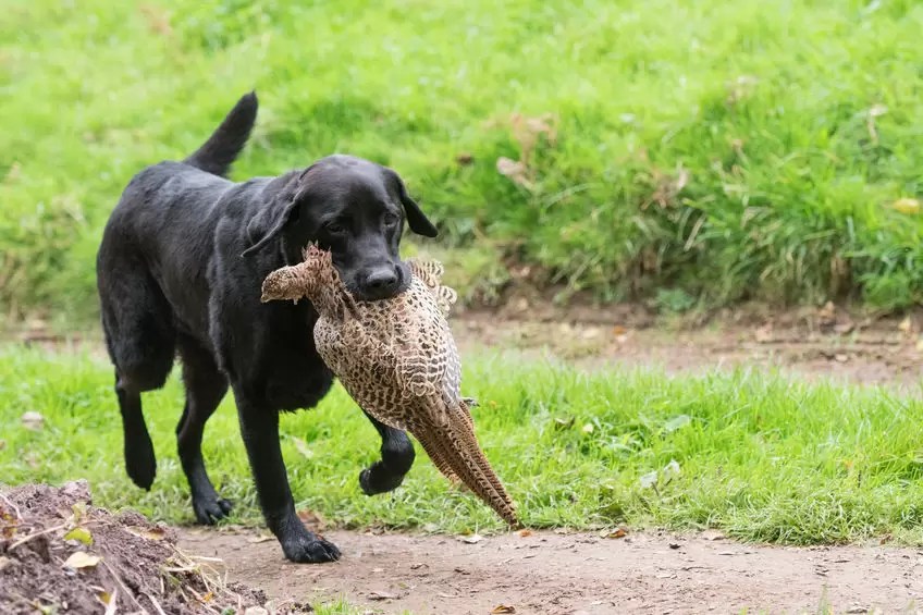 4 Commands Every Hunting Dog Should Master Lankas Labs