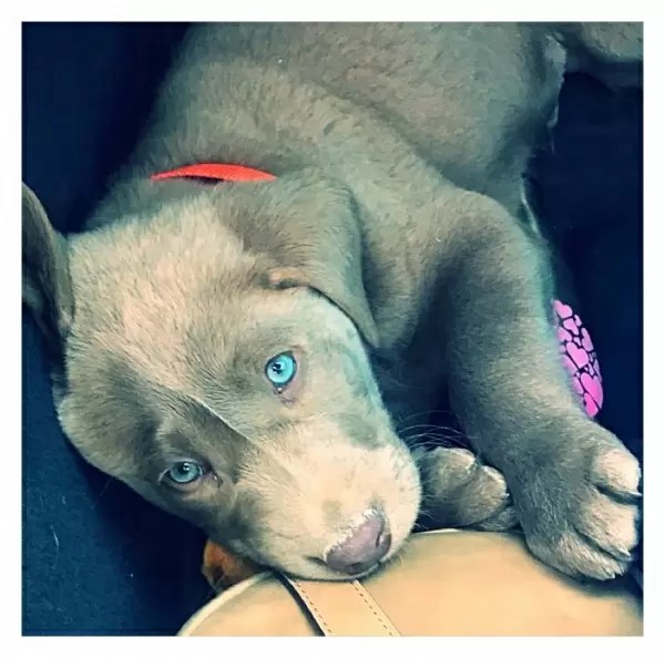 Pointing Silver Lab Breeder Puppies for Sale in Kansas Lankas Lab