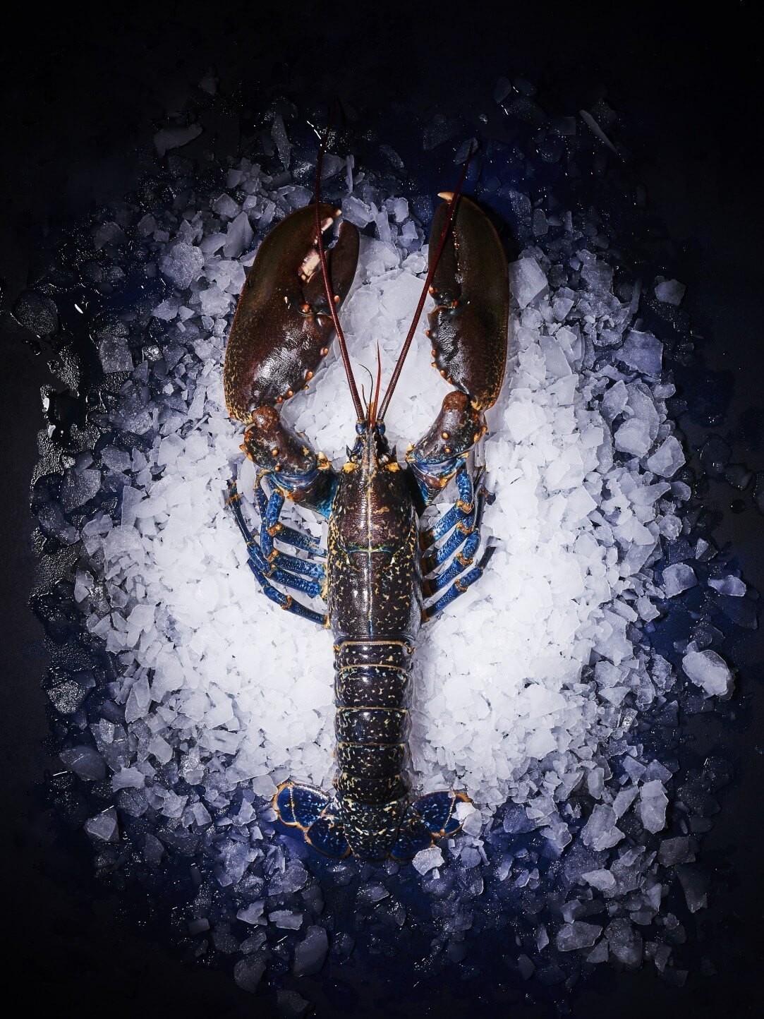 Achat en ligne de Homards Livraison à domicile La perle de Marie Jo