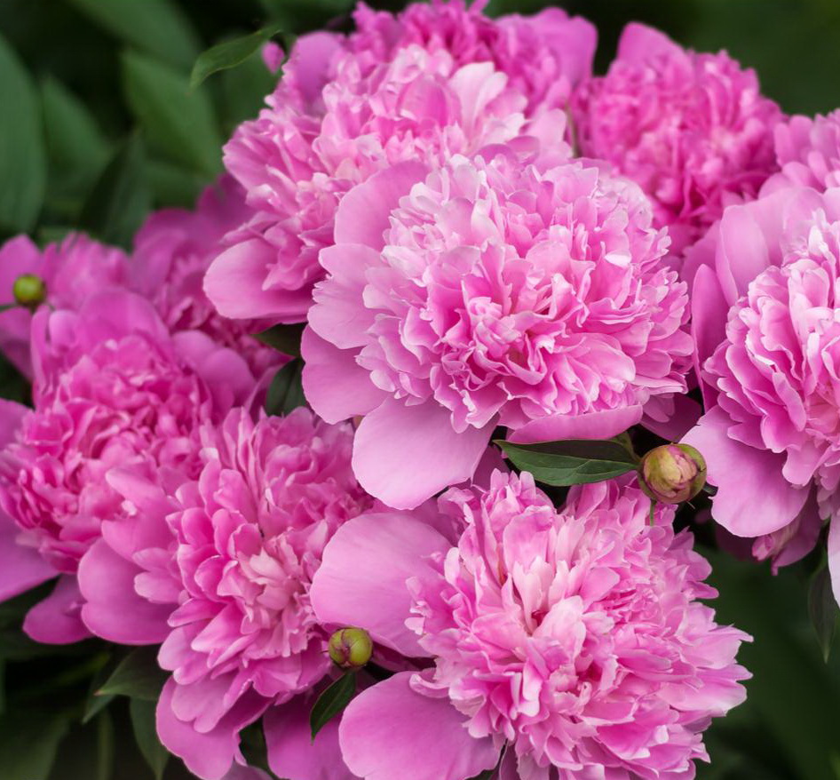 Пион карликовый патио Рим Patio Peony Rome — Садовые неприхотливые