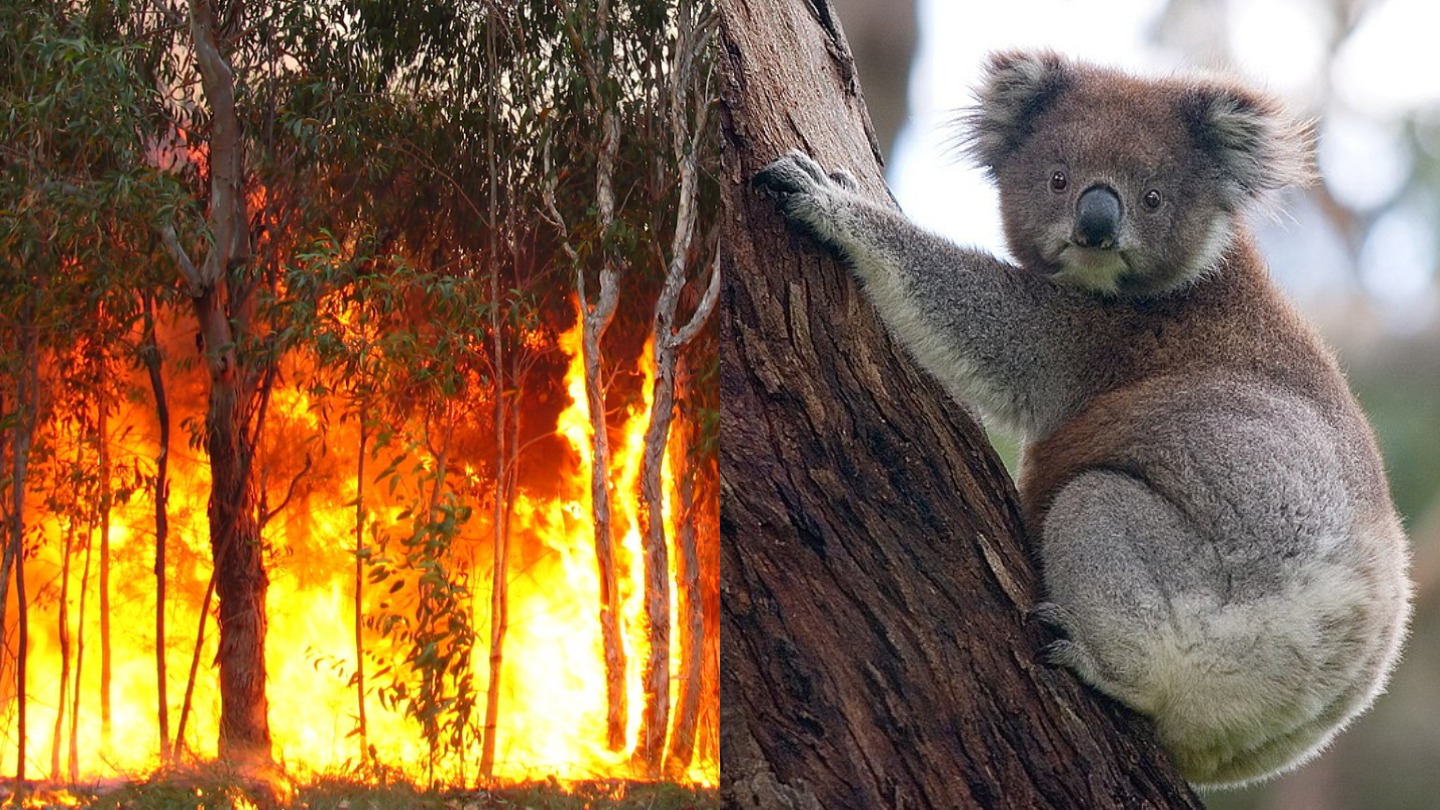 Apocalypse en Australie [vidéo] La Rando Magazine Randonnée