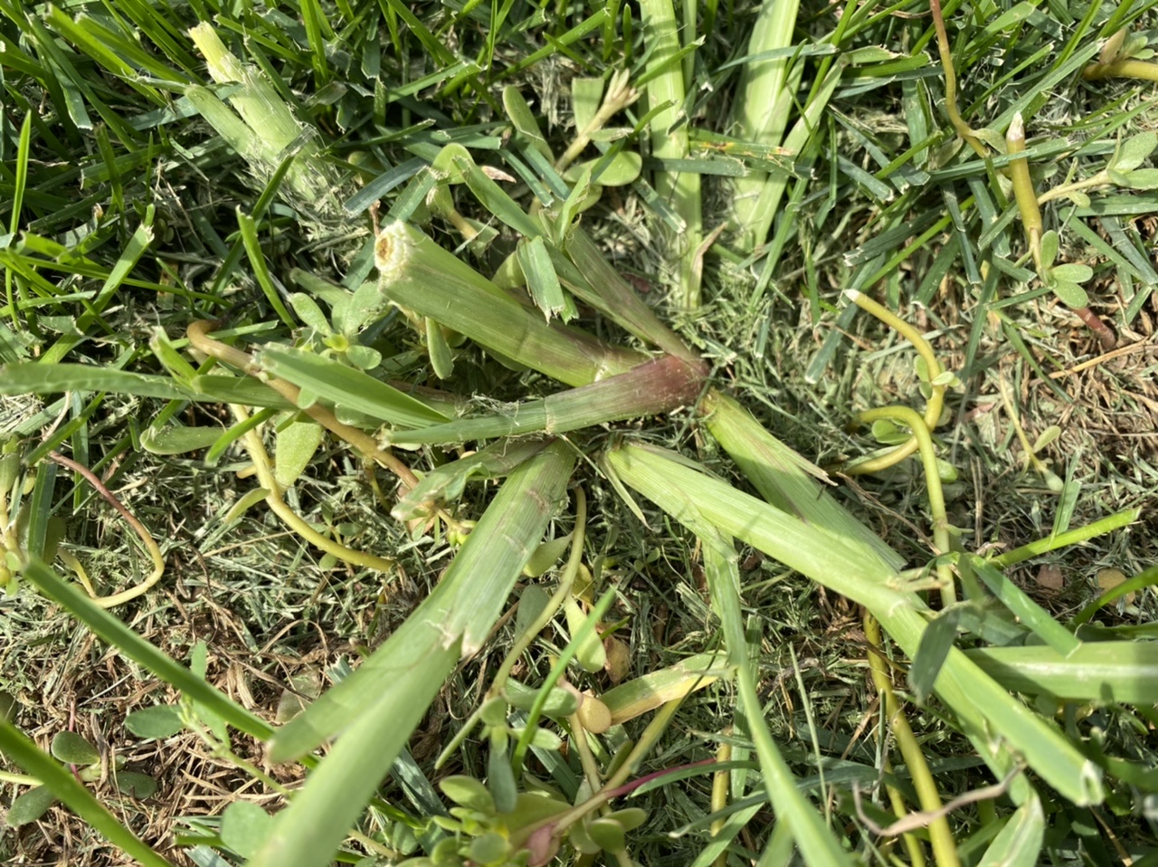 Identify This Weed Larimer County