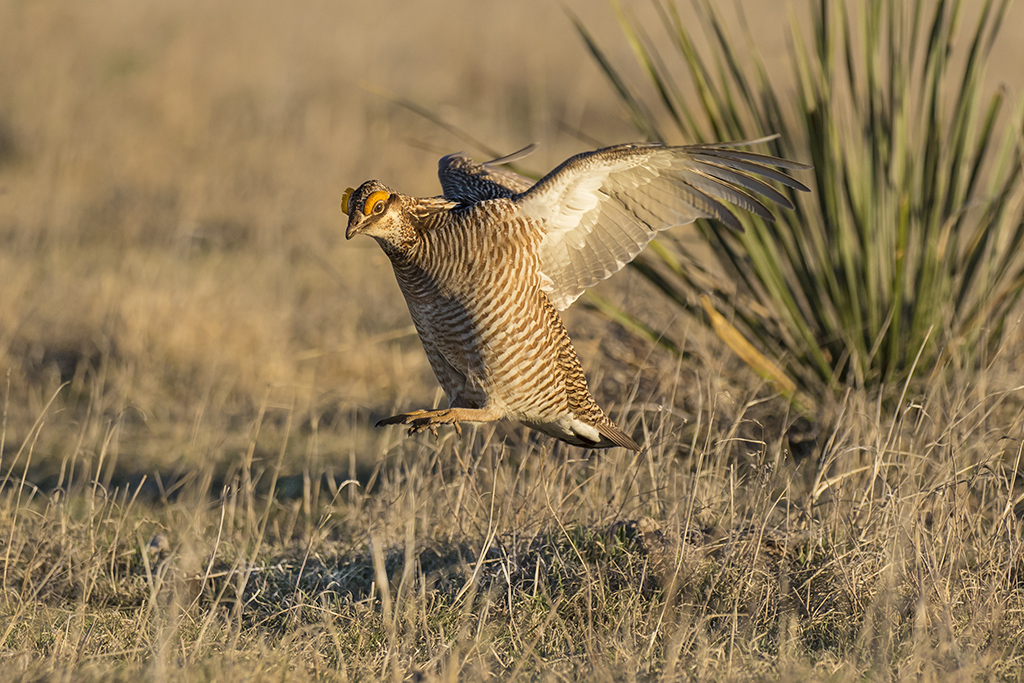 Panhandle Prairie Chickens Larry Ditto Nature Photography