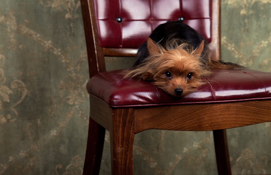 Pets in Condos Condo Declarations Pet Provisions Lash Condo Law