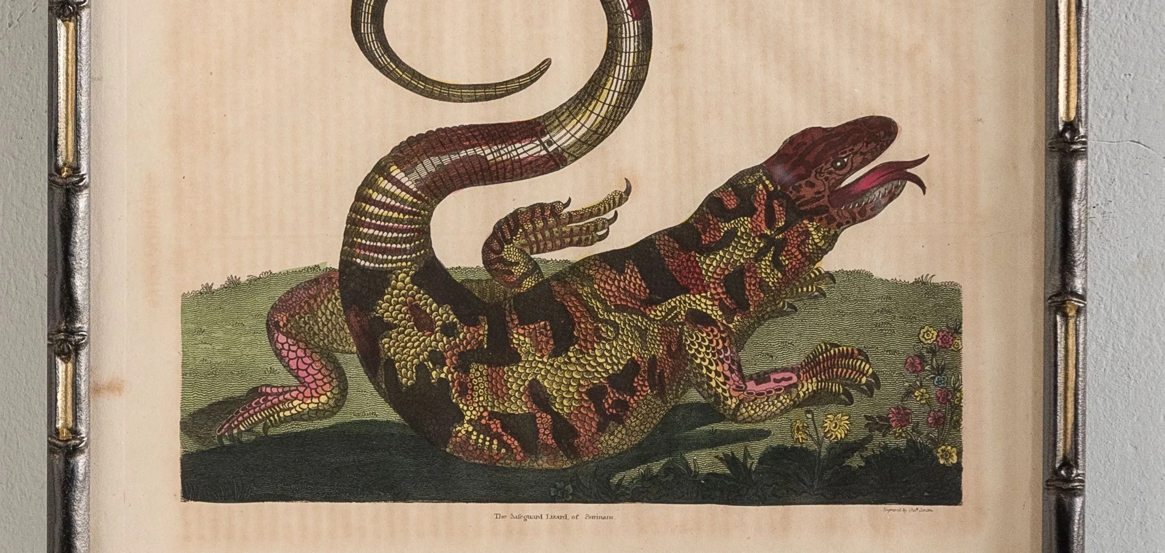 Framed Animal Prints LASSCO England's prime resource for