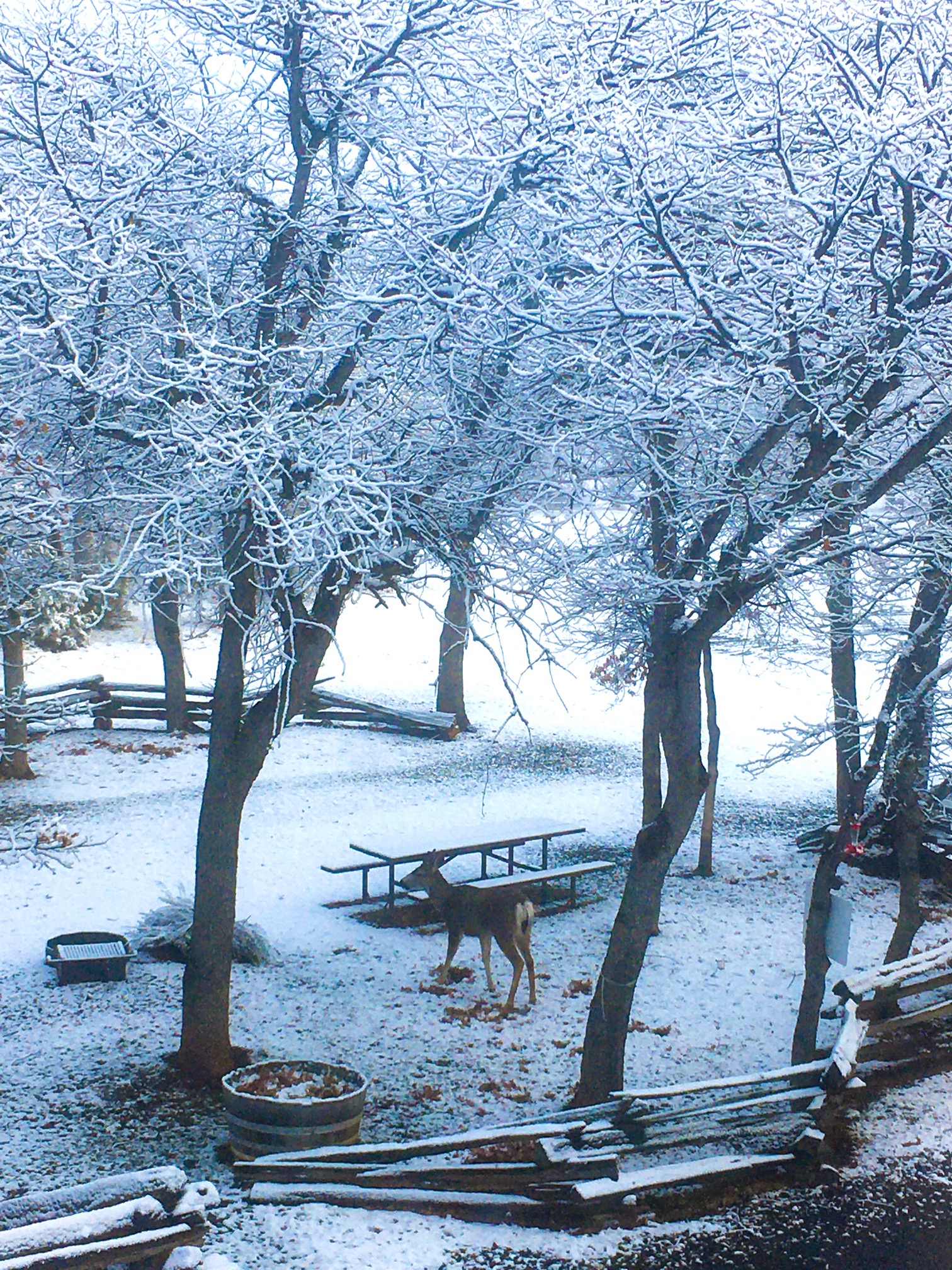 Photo Gallery of Lassen RV Park & Campground in McArthur, CA