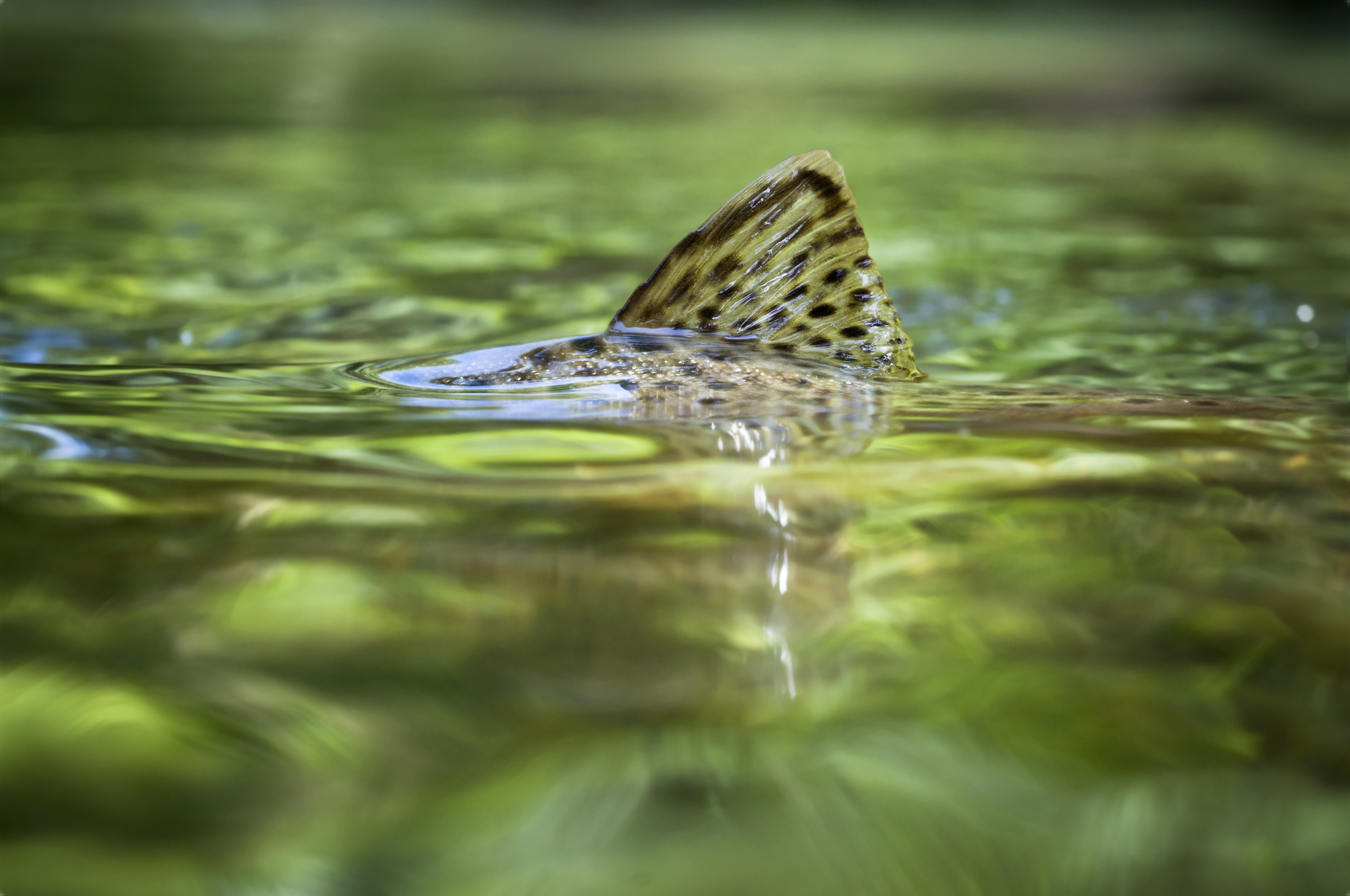 The Last Word On Nothing trout fin