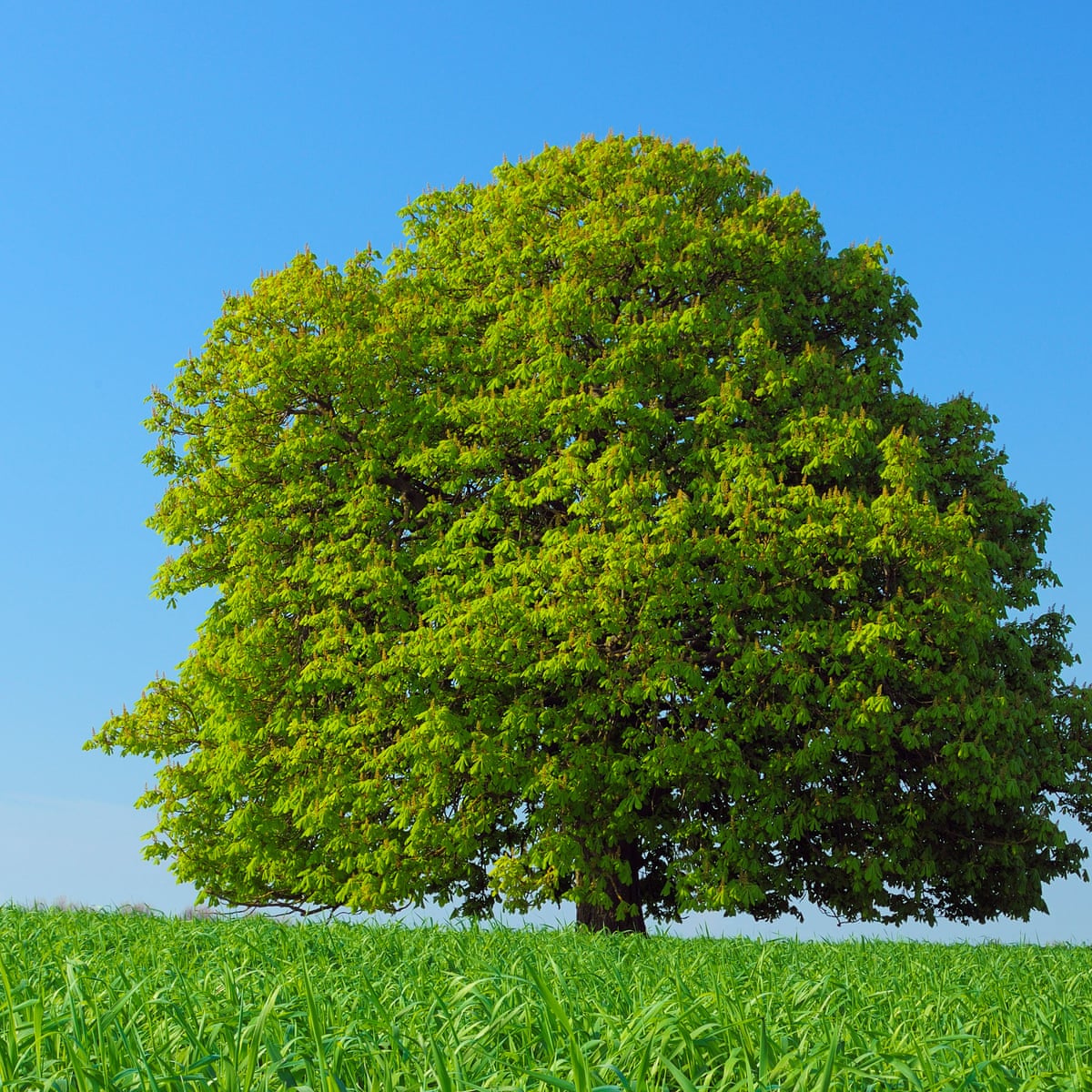 Free Trees LatestFreeStuff.co.uk